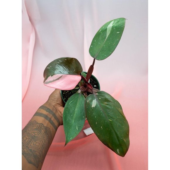 Pink Princess Philodendron 4" US Seller | RARE Pot - Picture 3 of 5